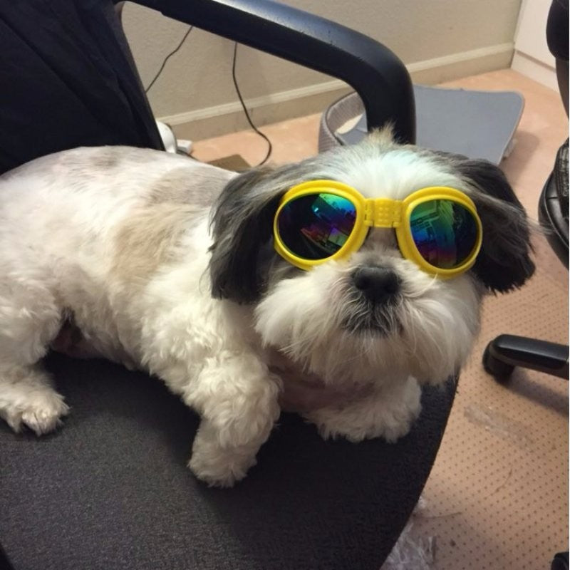 UV Goggles for Dogs With Sensitive Eyes